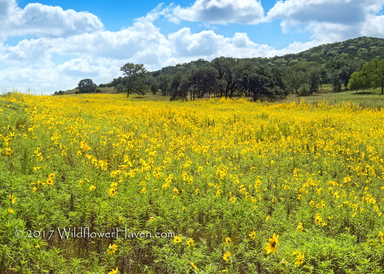 Expanse of Maximilian Sunflowers