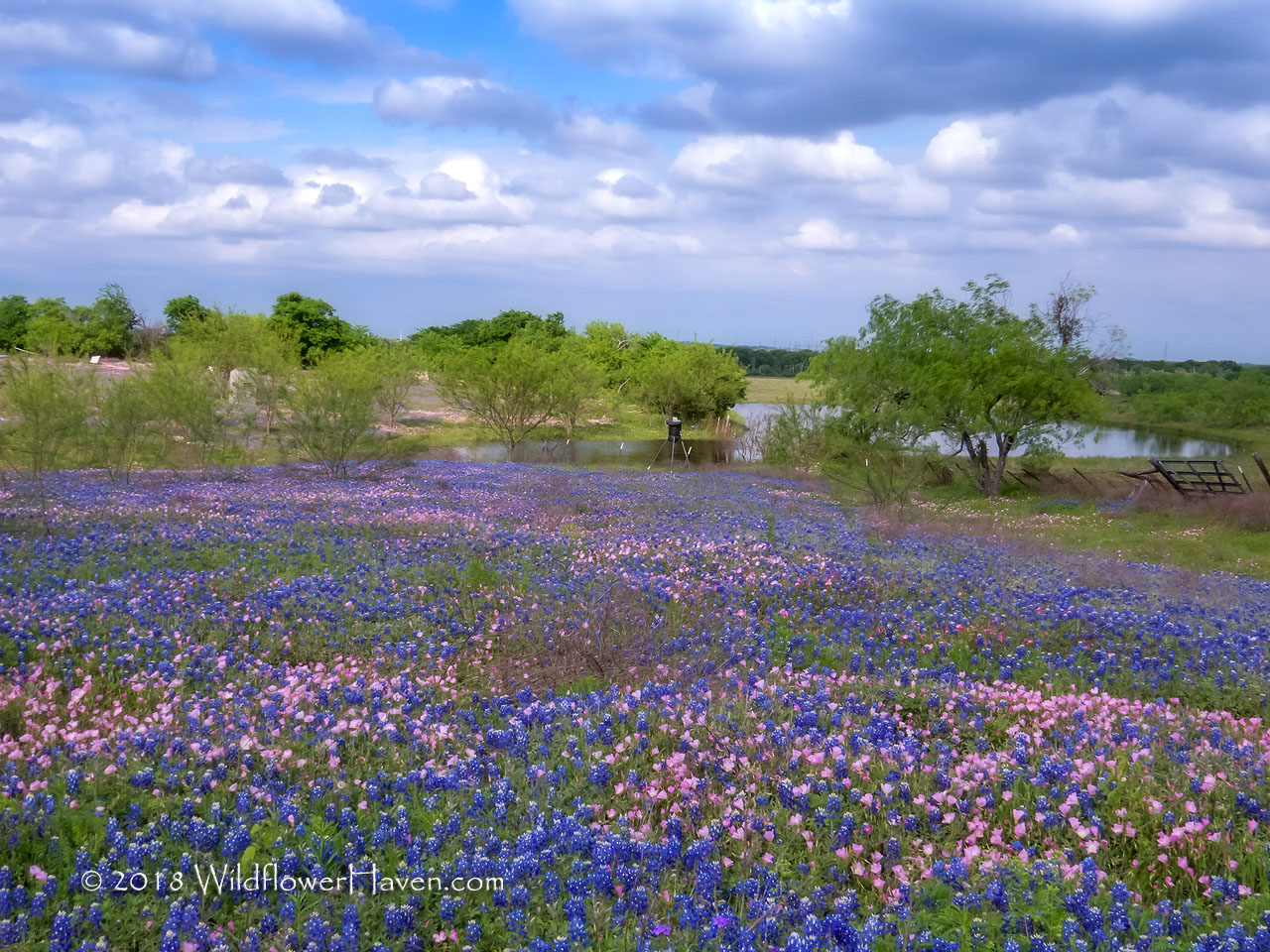 Bluebonnets and Primrose