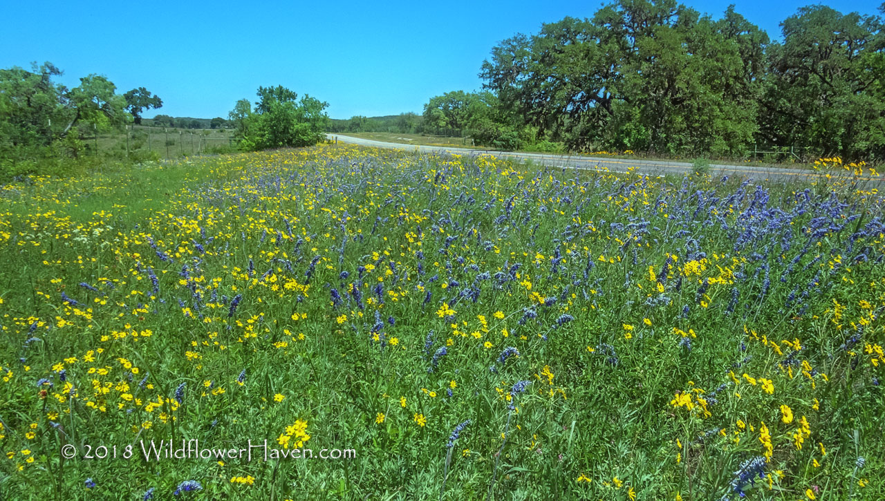 Mealy Blue Sage and Engelmanns Daisies