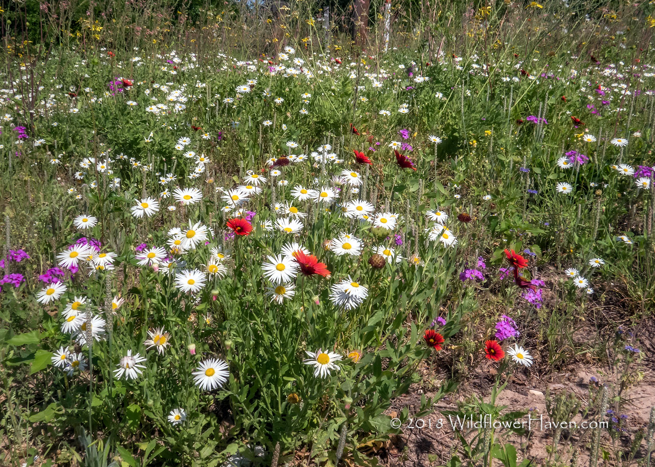 Lazy Daisies 