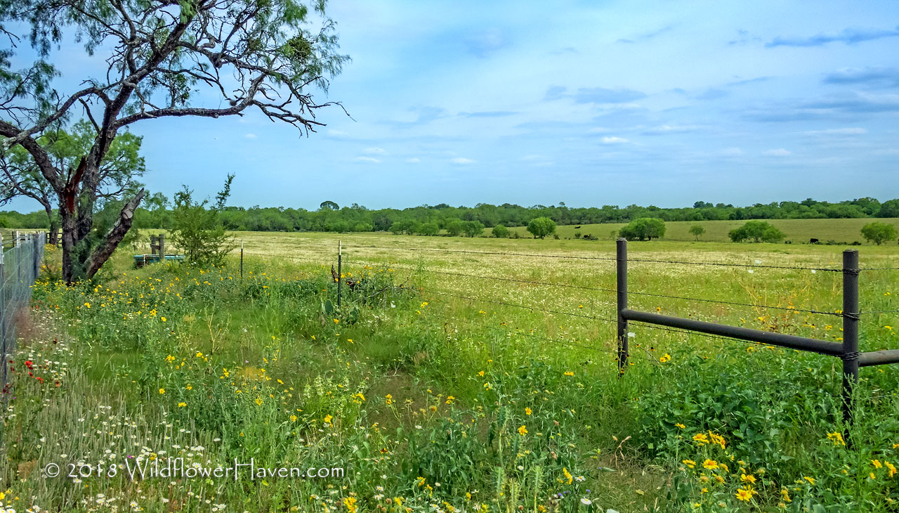 Wildflower Panorama