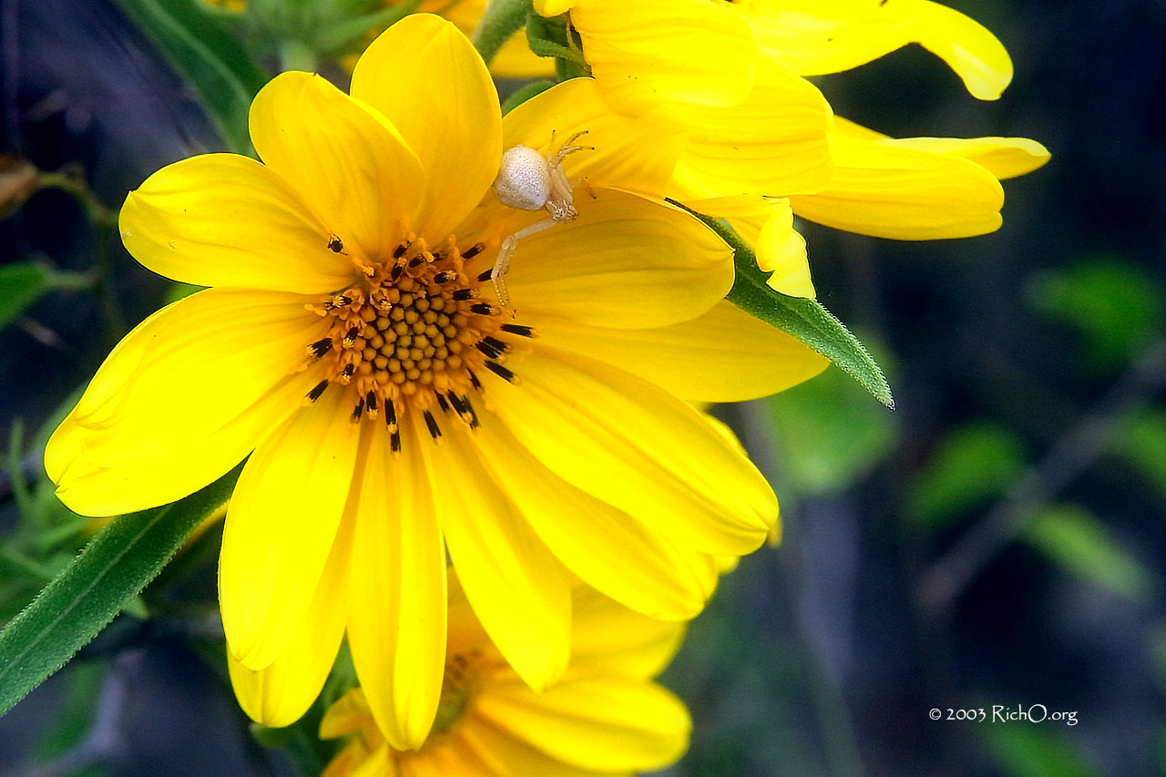 Its My Sunflower!