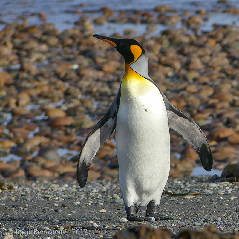 Pinguino Rey, Estancia 3 Hermanos, Tierra del Fuego, Chile