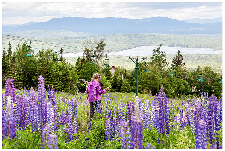 Lupines