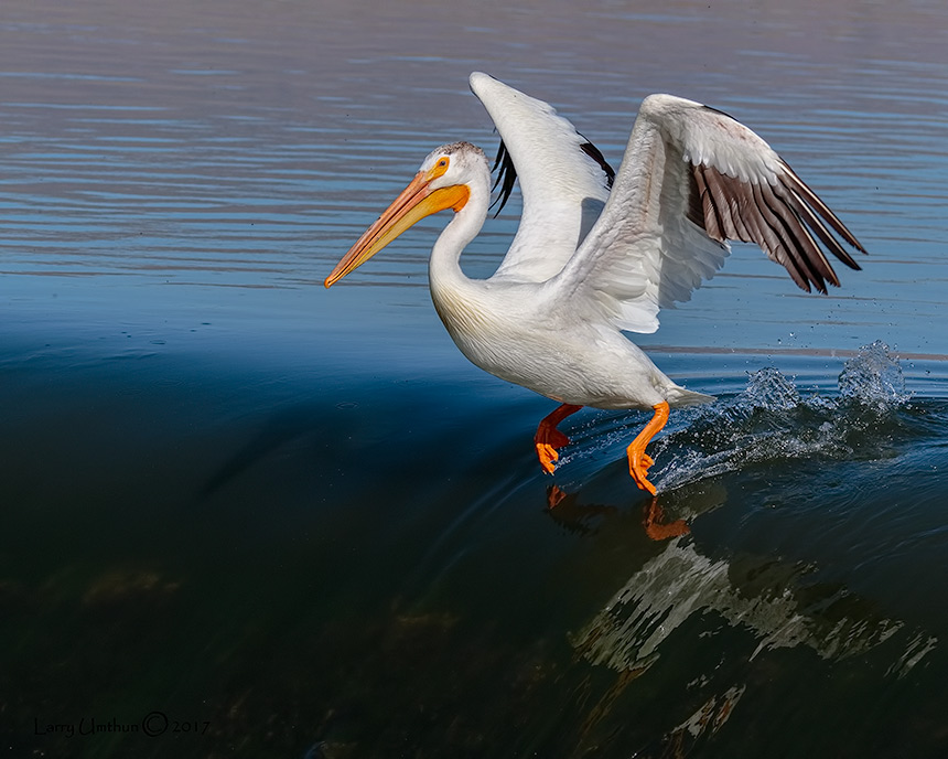 American White Pelican