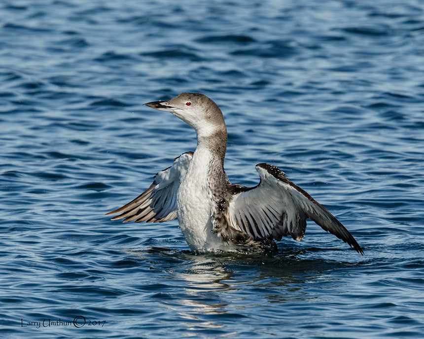 Common Loon