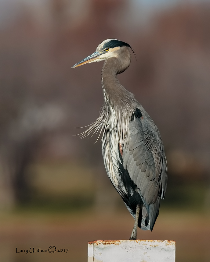 Great Blue Heron