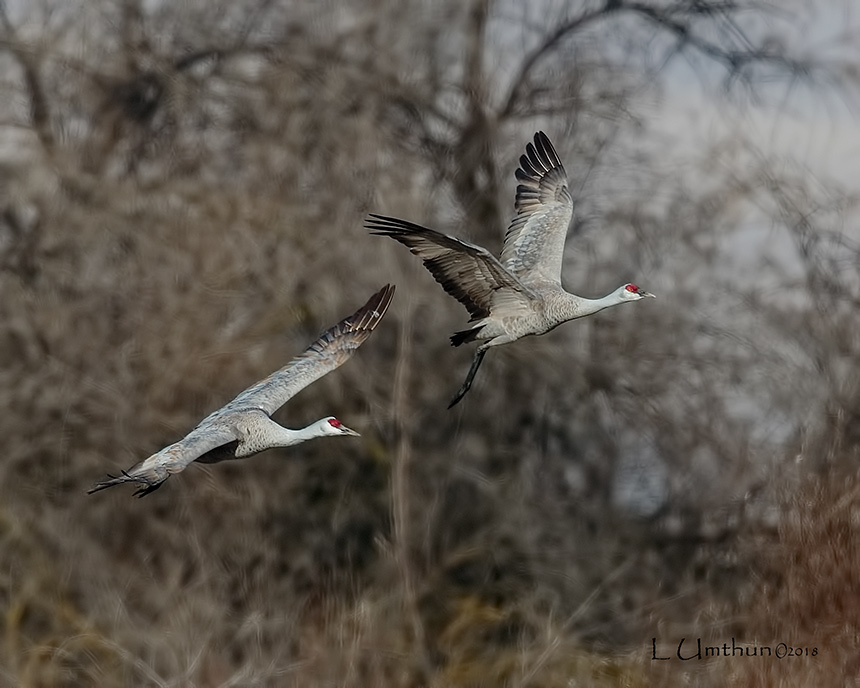 Sandhill Cranes