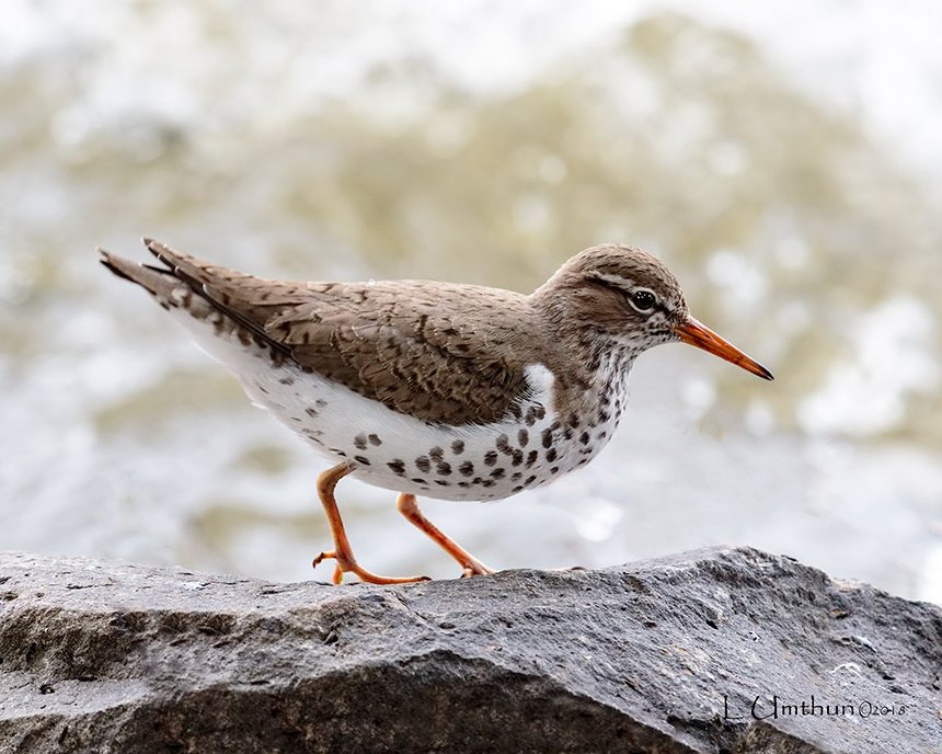 Spotted Sandpiper