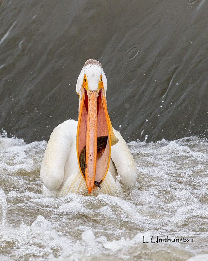 American White Pelican