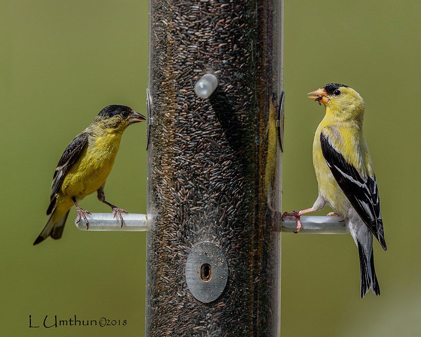 Lesser Goldfinch & American Goldfinch