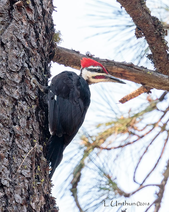 Pileated Woodpecker