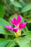 Rhododendron Purple Buds