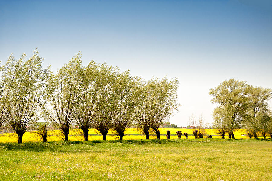 Polish Landscape