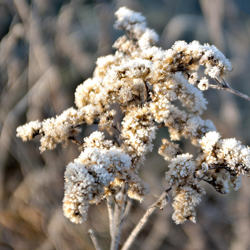 Frost Crystals On Winter Flowers