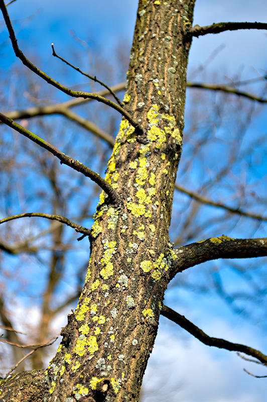 Green Lichen