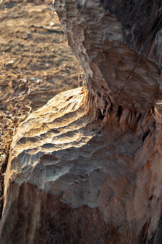 Textures Made By Beavers