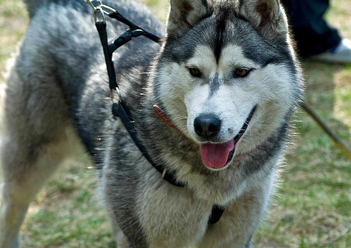 Siberian Husky