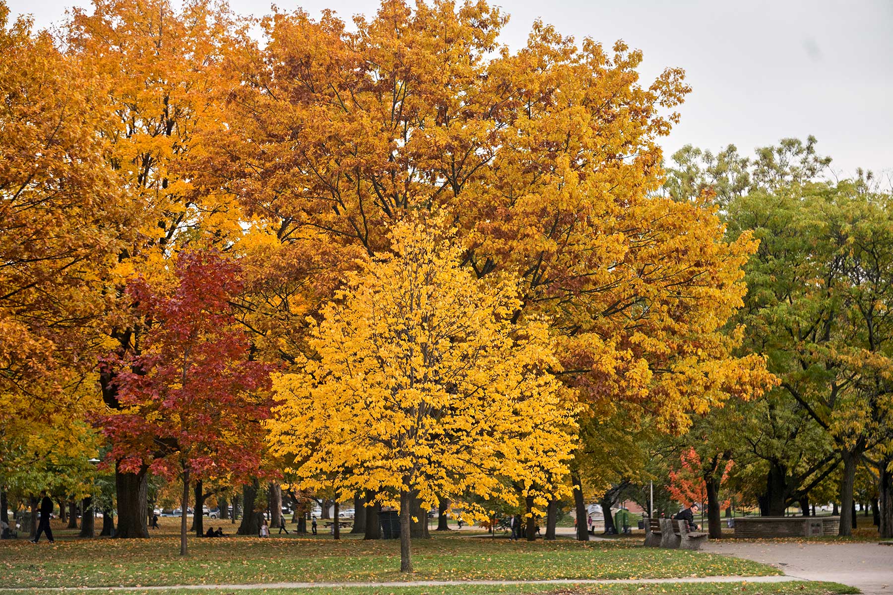 QP at fall @f3.5 5D