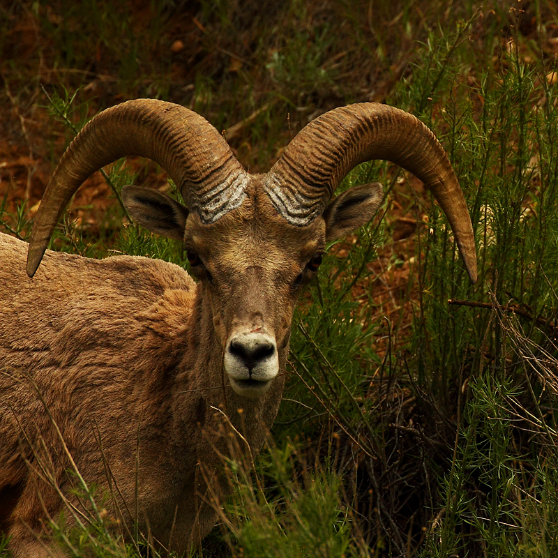 Bighorn Stare Down