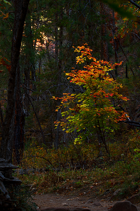 Color in the Dark Gray of the Forest
