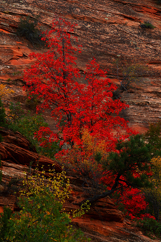 Red Maple Beauty