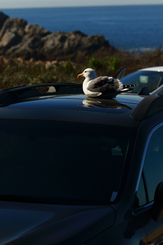 Seagull Likes My Car