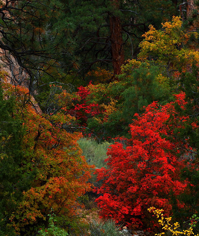 Autumn's Colorful Canvas