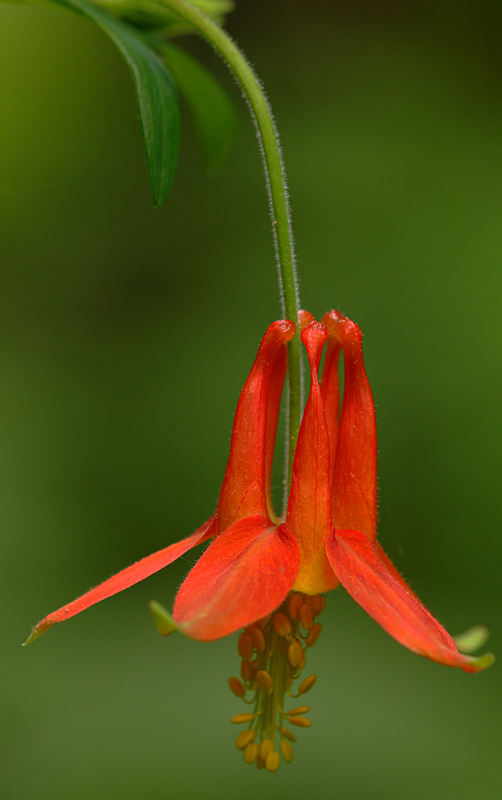 Symmetry of Beauty
