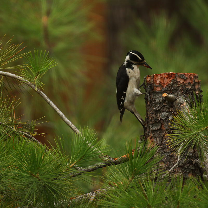 Back Yard Visitor