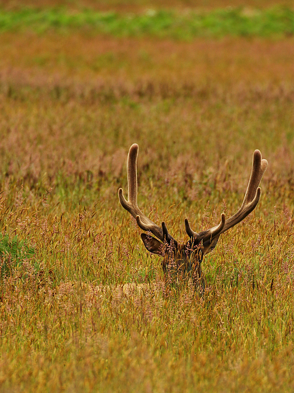 Hiding in the Tall Grass.....Well Maybe Not???