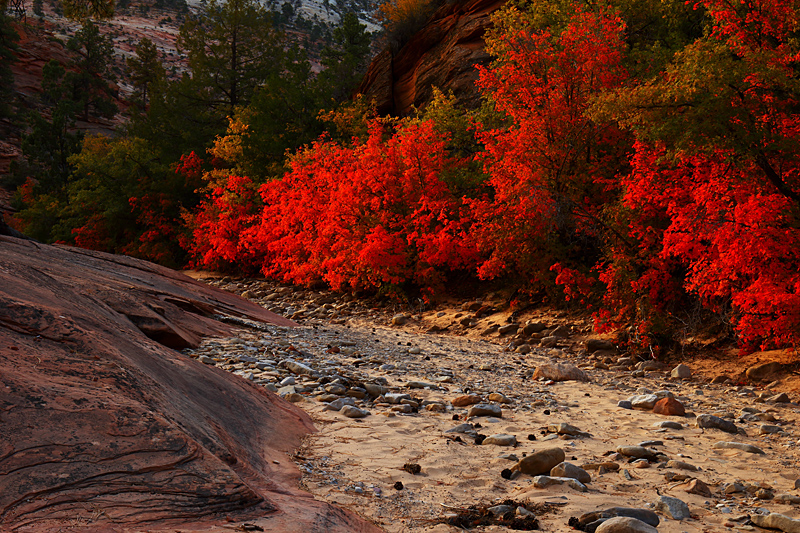 Warm and Colorful Path