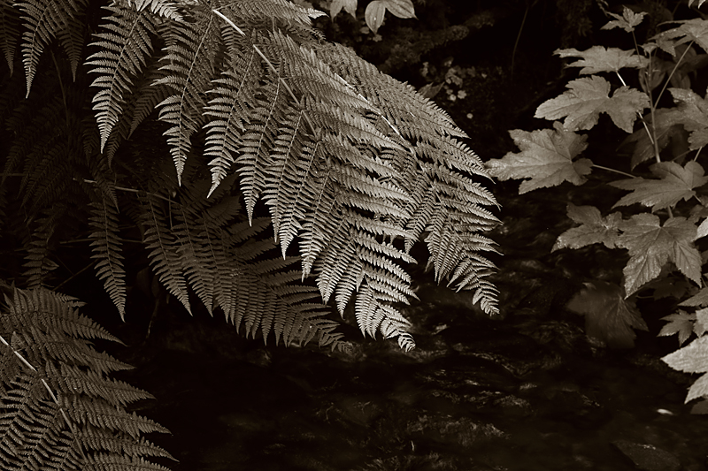 Under the Forest Canopy