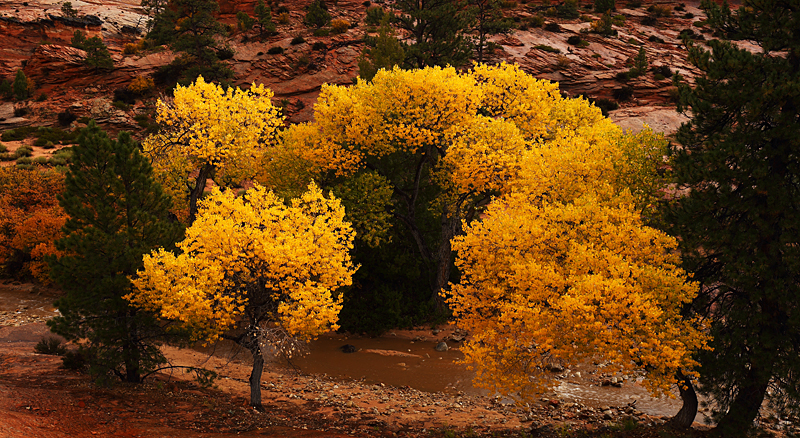 Autumn's Yellow