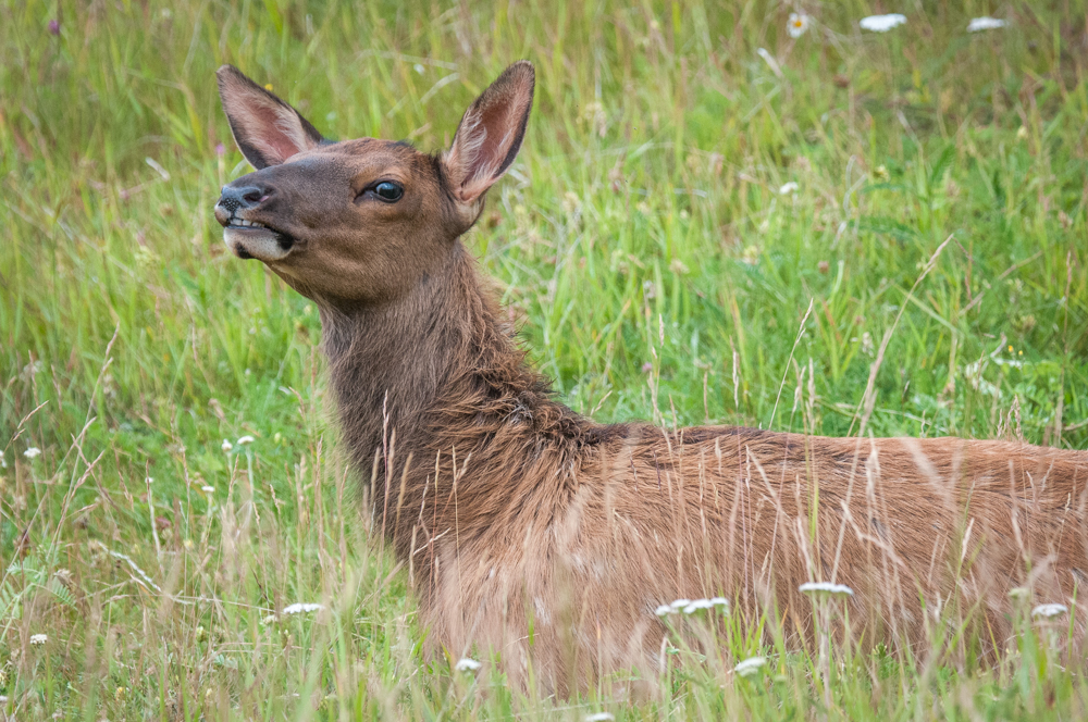Jasper-49.jpg