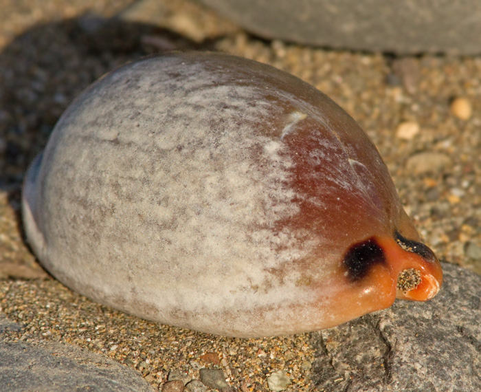 Cowrie shell, Luria lurida .jpg