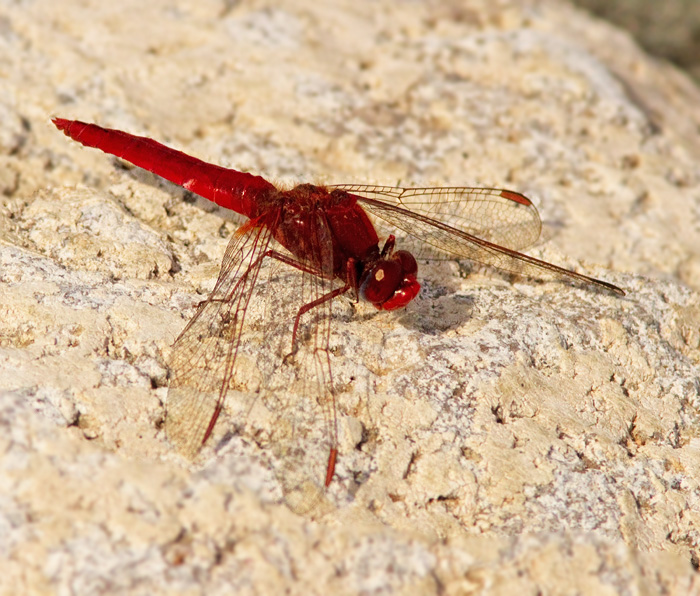 Broad Scarlet male (Crocothemis erythraea).jpg