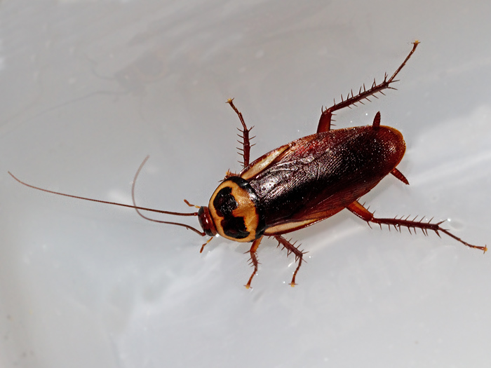 American Cockroach, Periplanata americana.jpg