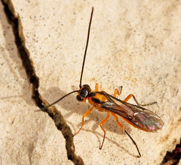 Braconid Wasp.jpg