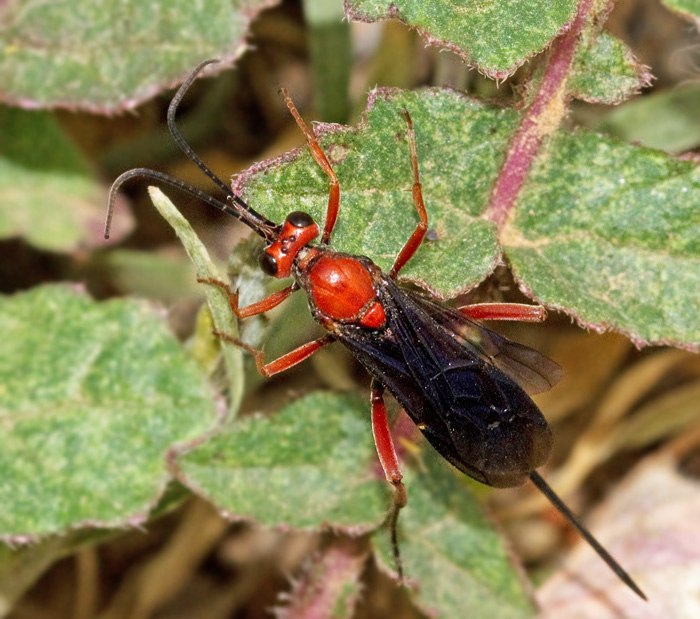 Braconid Wasp.jpg