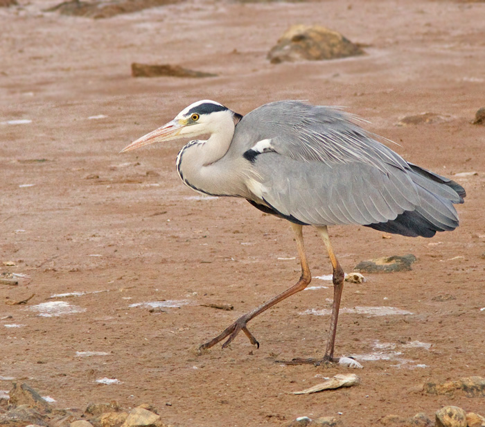 Grey Heron, Grhger.jpg