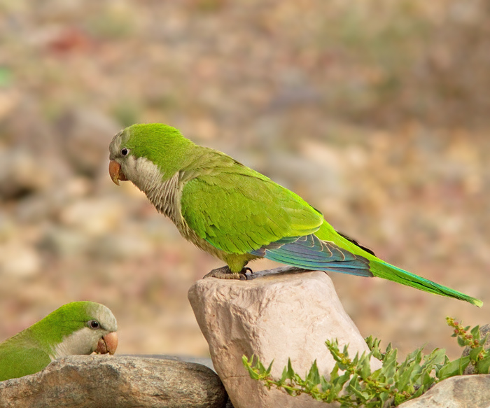 Munkparakit, Monk Parakeet (Myopsitta monachus)