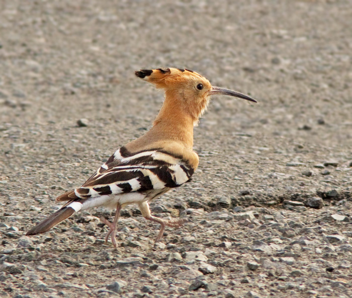 Hoopoe, Hrfgel (Upupa epops) .jpg