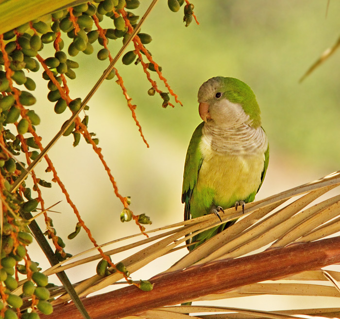 Munkparakit, Monk Parakeet (Myopsitta monachus)