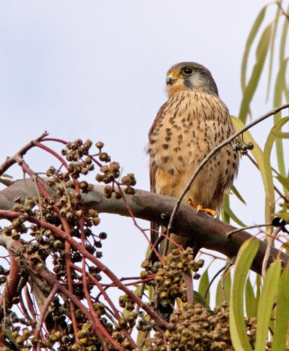 Kestrel, Tornfalk.jpg