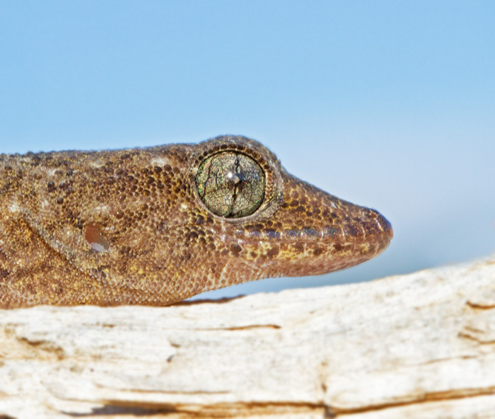 Gran Canaria Gecko (Tarentola Boettgeri).jpg