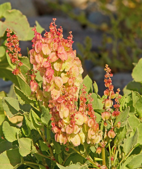 Rumex sp..jpg
