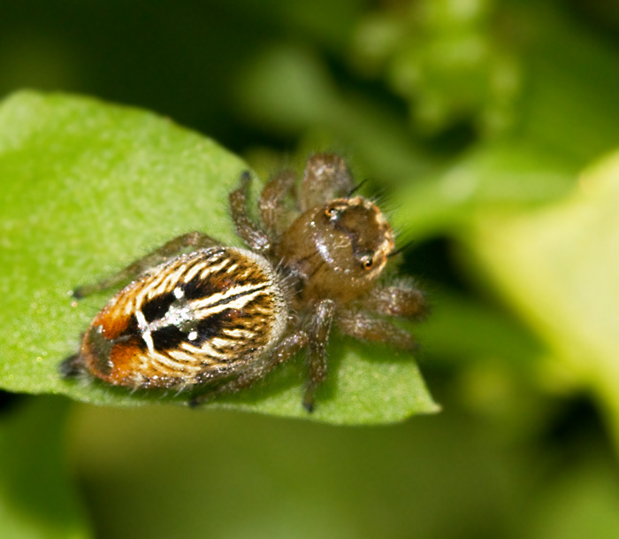 Thyene imperialis, female.jpg