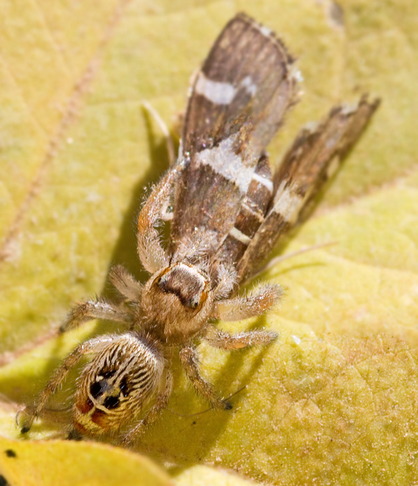 Thyene imperialis, female.jpg