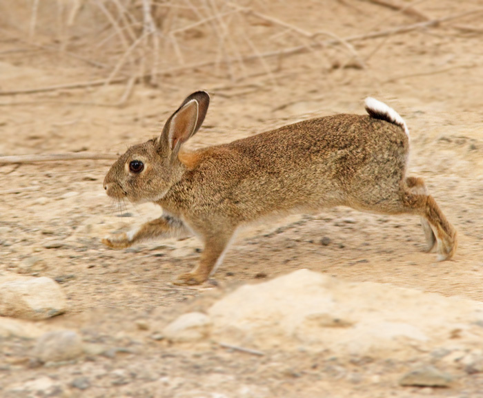 Wild Rabbit.jpg